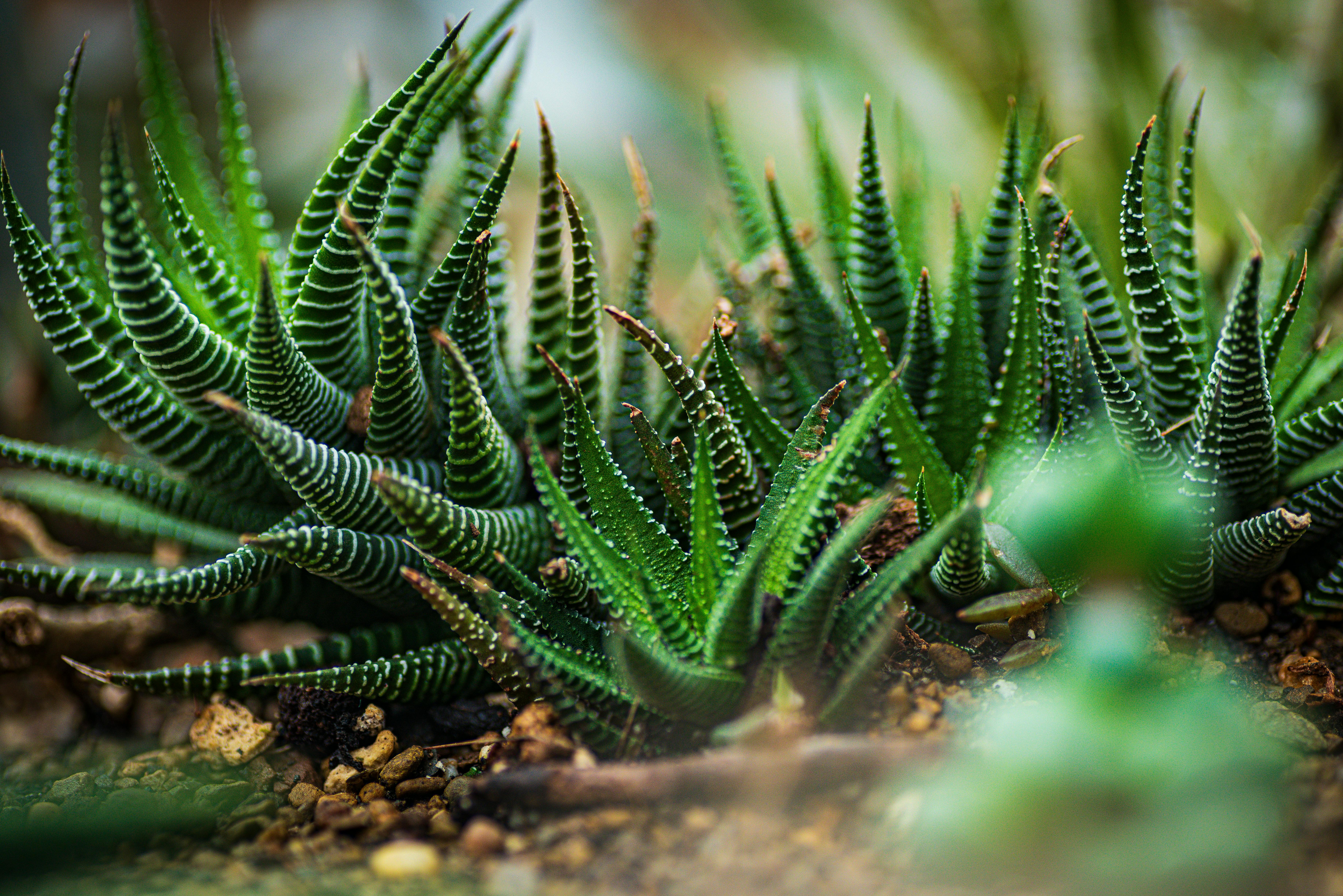 Residential landscape design and stone bed edging in Phoenix Arizona