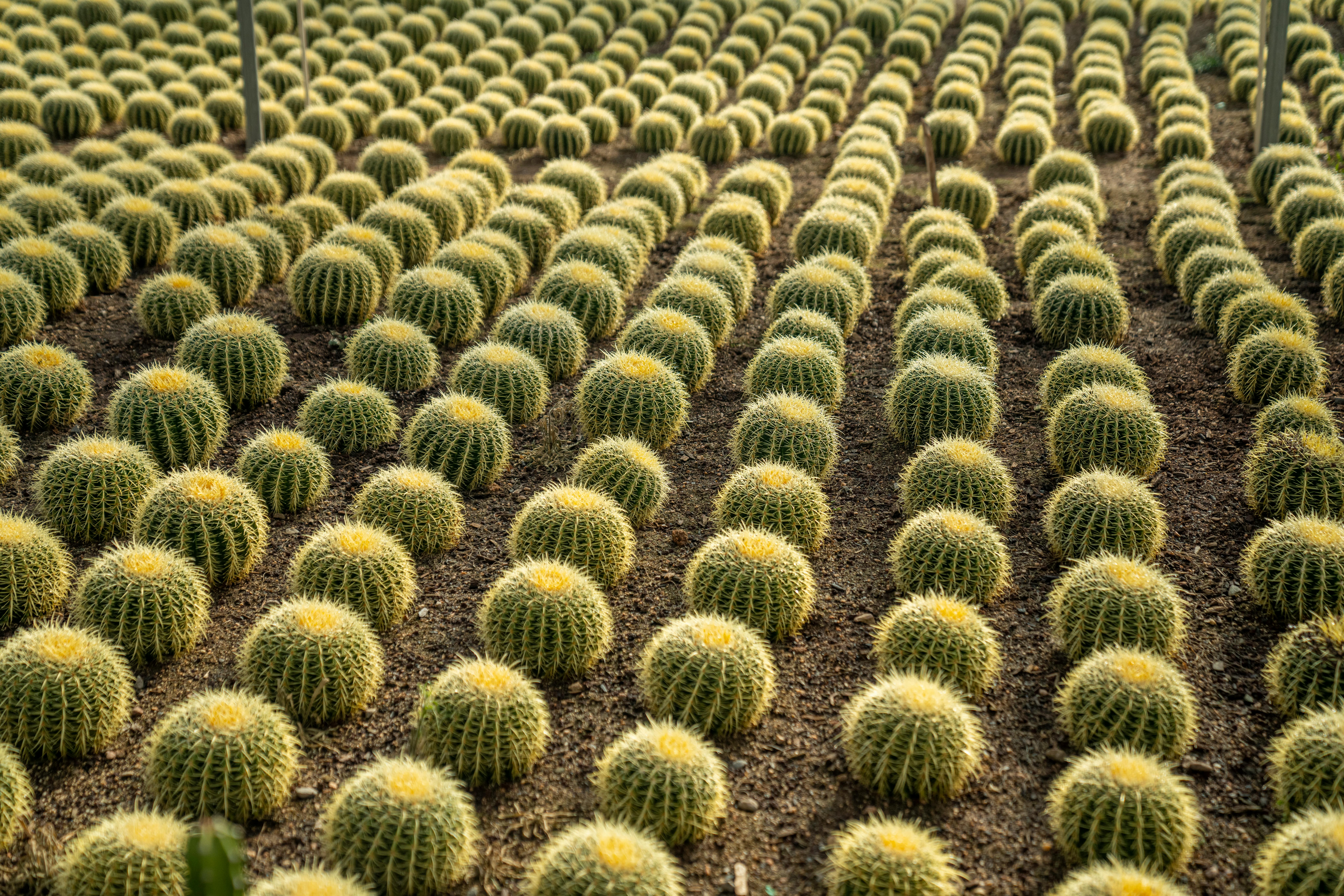 Custom landscape design plan review in Middle Arizona yard