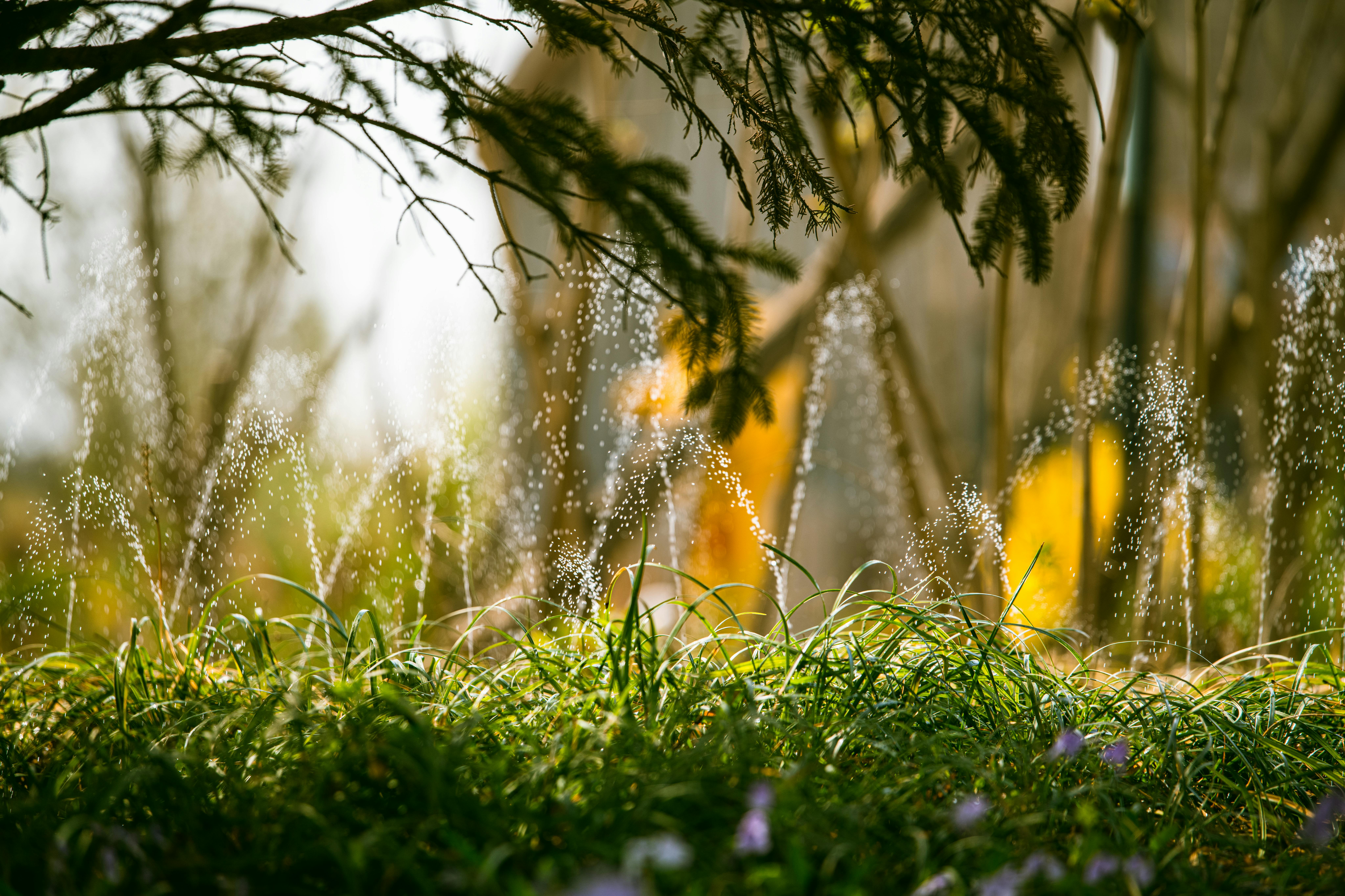 Residential sprinkler system serving Phoenix lawn with multi-zone coverage