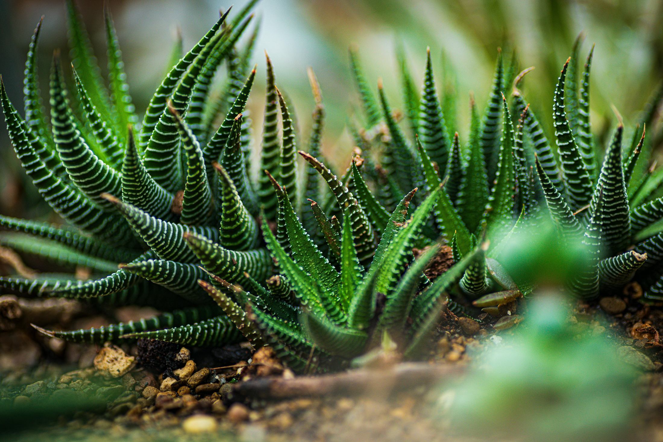 Residential landscape design and stone bed edging in Phoenix Arizona